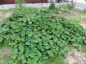 さつま芋の蔓