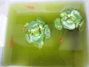 去年生れた金魚