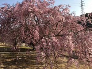 しだれ桜①